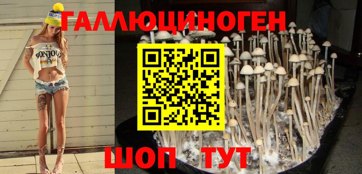 Галлюциногенные грибы Psilocybine cubensis Луга